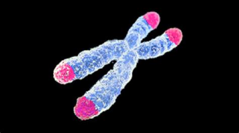 Telomere Lengthening Procedure Turns Clock Back Years In Human Cells