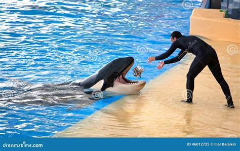 New Orca Ocean Exhibit, Loro Parque Editorial Image - Image of blue ...