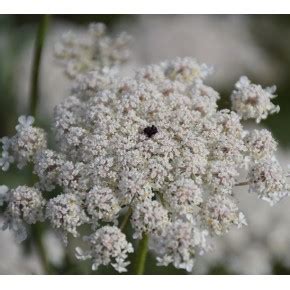 Eau Florale Carotte Sauvage Biologique Daucus Carota Ssp Maximus