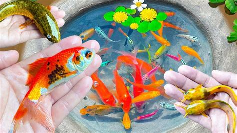 Amazing Fishing Video Of Catching Fish Ornamental Fish Koi Fish