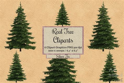 Real Fir Tree Cliparts Silver Tree Overlays Png Realistic Etsy