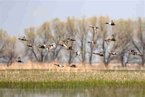 10 Duck Hunting Gear Must Haves for Successful Hunters • Hookers and ...