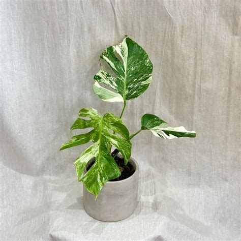 Monstera Deliciosa Albo Variegata Cm Obchod Plantizia Sk