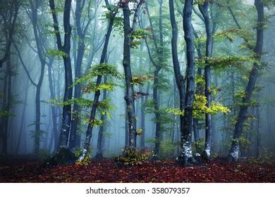 Blue Spooky Fog Forest Stock Photo (Edit Now) 358079357