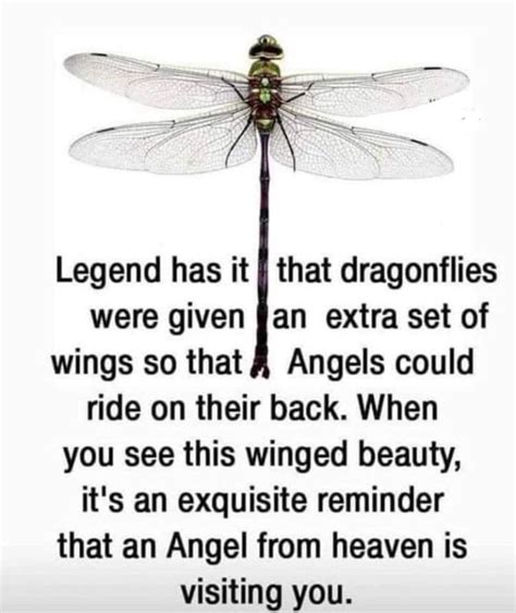 Pin By Cecilia Jackson On Dragonfliesbutterflieslady Bugs Dragonfly