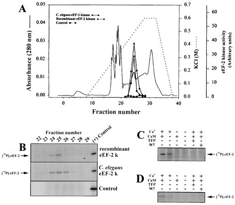 Identification Of A New Class Of Protein Kinases Represented By