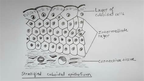 Stratified Squamous Epithelium Diagram