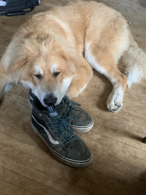 He likes to smell my shoes instead of chewing them : r/pics