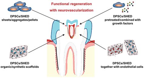 Pulp Stem CellMediated Functional Pulp Regeneration B Sui C Chen