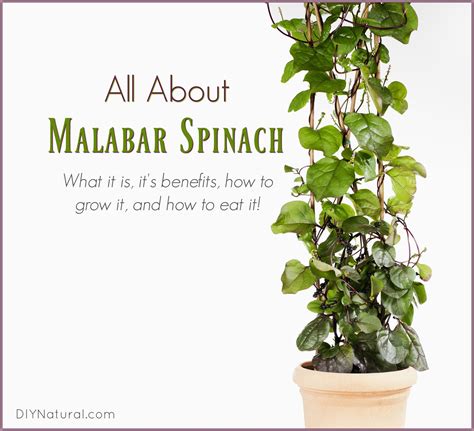 Malabar Spinach What It Is Benefits And How To Grow And Eat It