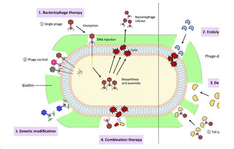 Depiction Of Biofilm Removal Using Phages And Its Derived Enzymes