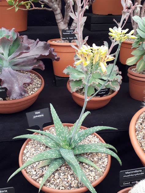 Aloe Sinkatana Reynolds Plants Of The World Online Kew Science