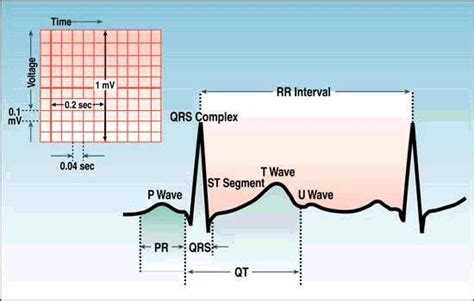 Ecg Basics Paper Measurements From Acls Institute Ekg