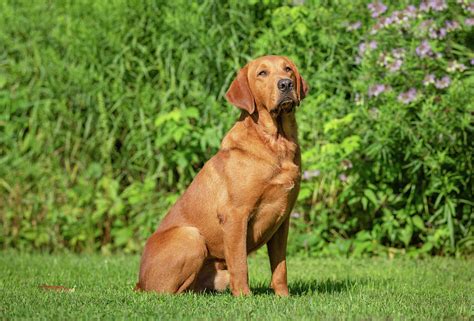 Fox Red Labrador Retriever Photograph by Linda Arndt - Fine Art America