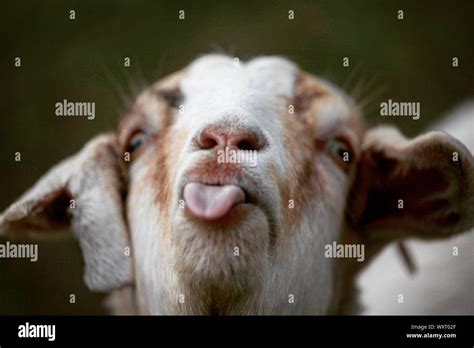 Goat Sticking Out Tongue Stock Photo Alamy