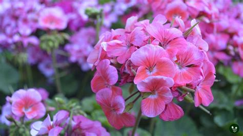 Geranium Flower Meaning: Colors, Symbolism & Spiritual