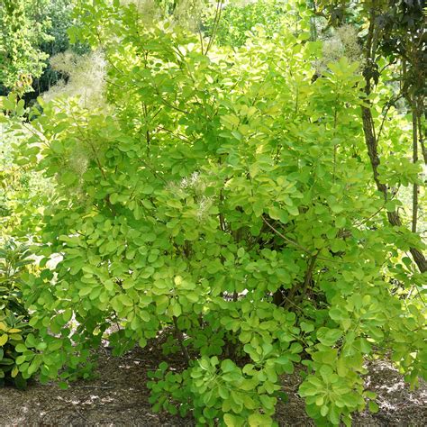 Winecraft Gold Smokebush – Ray Wiegand's Nursery & Garden Center