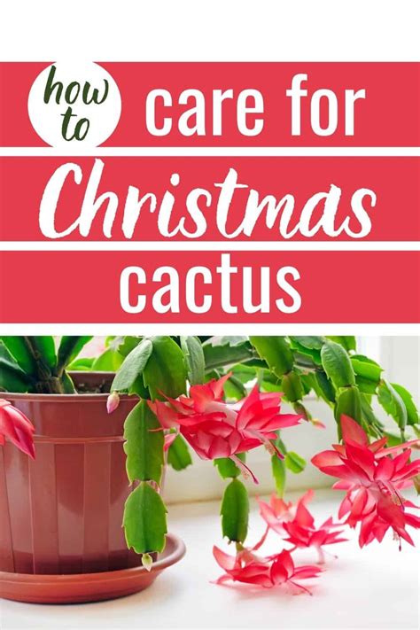 Proper Christmas Cactus Care For Festive Holiday Flowers