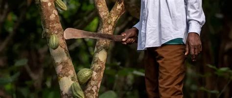 El machete y la agricultura de precisión fusionando tradición y tecnología