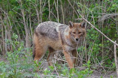 european jackal wikipedia