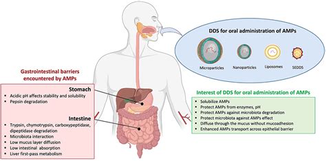 Frontiers Drug Delivery Systems For The Oral Administration Of