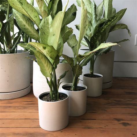 Dieffenbachia Camouflage Indoor Plants Lively Root