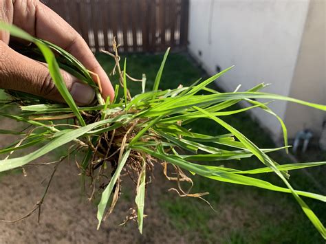 Help fixing my lawn : lawncare