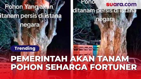 Pemerintah Akan Tanam Pohon Pule Untuk Mempercantik Istana Negara Di