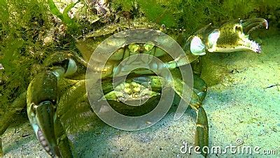 Male And Female Of Green Crab Carcinus Maenas During Mating Invasive