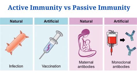 Differences Between Active Immunity And Passive Immunity Phd Nest