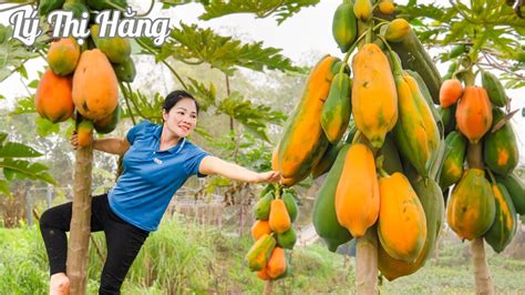 Harvesting Papaya Goes To The Market Sell Harvesting Cooking