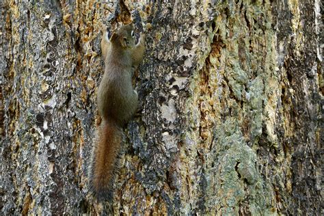 Free Images Tree Nature Forest Branch Trunk Animal Wildlife