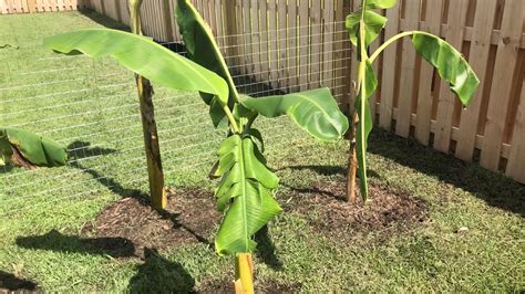 How To Fertilize Banana Trees Youtube