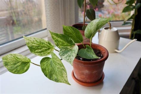 How To Make Pothos Climb 3 Most Effective Techniques