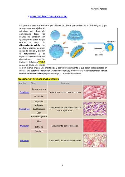 Unidad Organizaci N B Sica Del Cuerpo Humano Parte Nivel