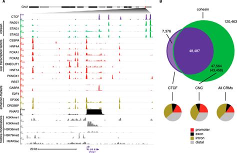 A Genome Wide Occupancy Of Cohesin Ctcf Tissue Specific And