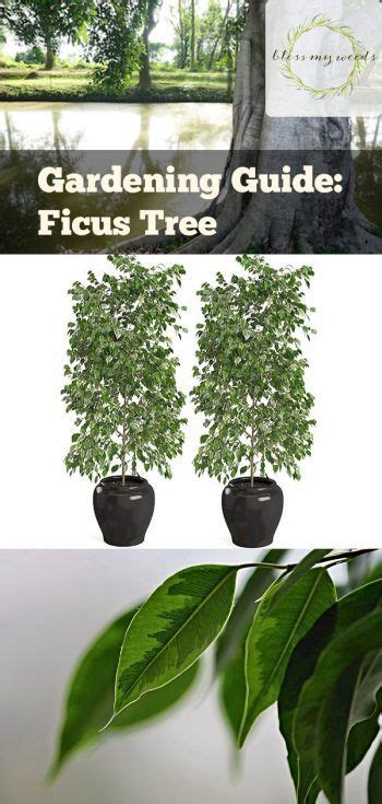 Ficus Tree Care A Complete Guide Ficus Tree Care Ficus Tree Garden