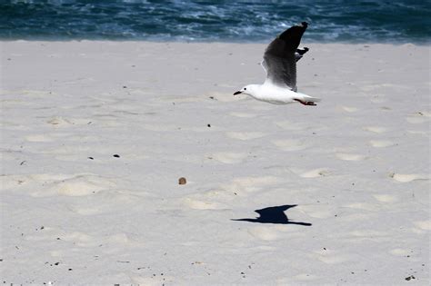 Free Images Beach Ocean Bird Wave Seabird Seaside Wild Gull