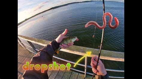 How To Catch Perch And Roach With A Drop Shot Rig Ultra Light Live