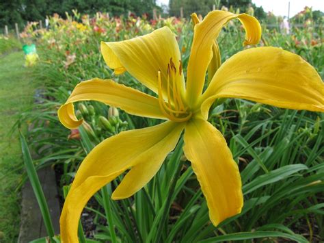 Spider Daylily Hemerocallis Almost Paradise Reinke 1992 Daylilies