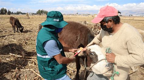 Minagri Identificar Ganado Del Per Con Uso De Aretado Trujillo Per