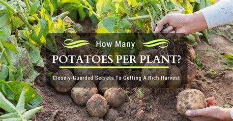 How Many Potatoes Can One Potato Grow Exploring Potato Yield Per Plant Planthd