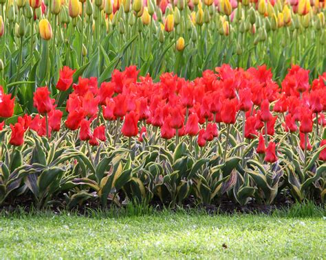 Tulip 'Fire of Love' Bulbs - Buy online at Farmer Gracy UK