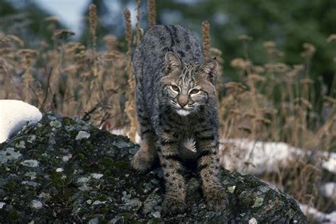 California Assemblywoman Creates Bill To End Bobcat Trophy Hunting