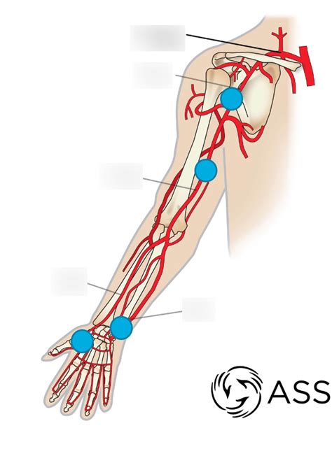 Brachial Pulse Point