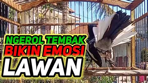 Ngerol Tembak Bikin Emosi Lawan Pancingan Ampuh Agar Kacer Cepat