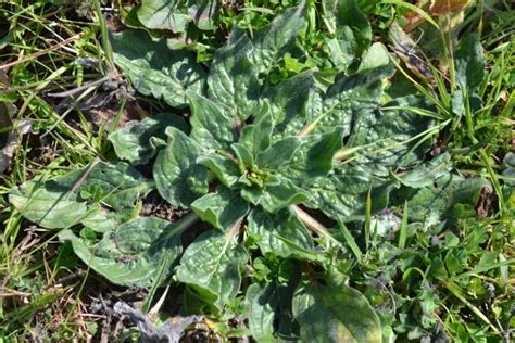 LE ERBE SELVATICHE COMMESTIBILI Piante Commestibili Erbe Erbe Naturali