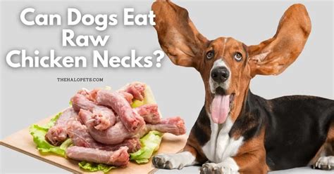 Can Dogs Eat Raw Chicken Necks 4 Tips To Feed 4 Benefits 4 Risks