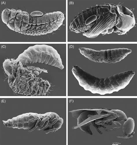 Life Stages Of Cephalonomia Stephanoderis A Parasitoid Eggs Laid