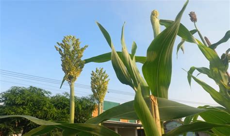 Dukung Penuh Kebijakan Presiden Bupati Purwakarta Kembangkan Pertanian